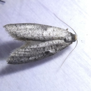 Lepidoscia (genus) ADULT at Emu Creek Belconnen (ECB) - 15 Mar 2024