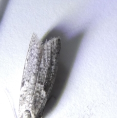 Lepidoscia (genus) ADULT at Emu Creek Belconnen (ECB) - 15 Mar 2024