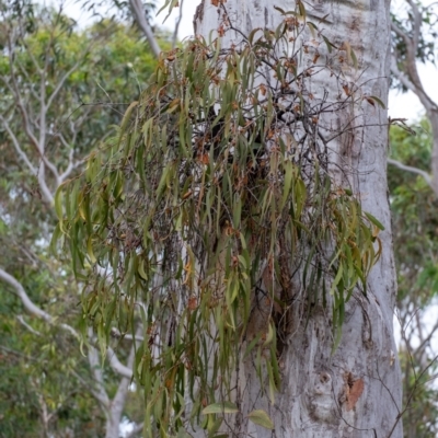 Amyema pendula subsp. pendula (Drooping Mistletoe) at Morton National Park - 16 Mar 2024 by Aussiegall