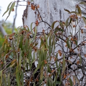 Amyema pendula subsp. pendula at Morton National Park - 16 Mar 2024