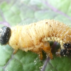 Perginae sp. (subfamily) (Unidentified pergine sawfly) at Emu Creek Belconnen (ECB) - 15 Mar 2024 by JohnGiacon