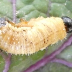 Perginae sp. (subfamily) at Emu Creek Belconnen (ECB) - 15 Mar 2024