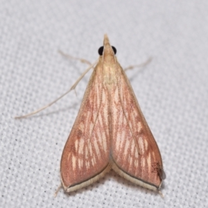 Antigastra catalaunalis (Spilomelinae) at suppressed - 16 Mar 2024