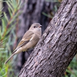 Pachycephala pectoralis at Wingecarribee Local Government Area - 16 Mar 2024 10:14 AM