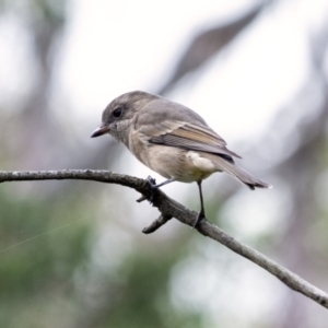 Pachycephala pectoralis at Wingecarribee Local Government Area - 16 Mar 2024 10:14 AM