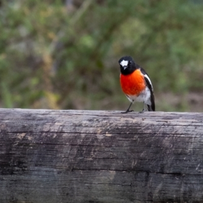 Petroica boodang (Scarlet Robin) at Bundanoon, NSW - 15 Mar 2024 by Aussiegall