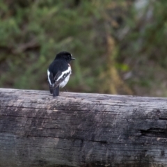 Petroica boodang at Wingecarribee Local Government Area - 16 Mar 2024 10:46 AM