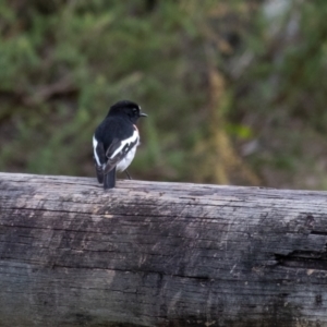 Petroica boodang at Wingecarribee Local Government Area - 16 Mar 2024 10:46 AM