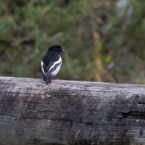 Petroica boodang at Wingecarribee Local Government Area - 16 Mar 2024