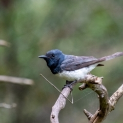 Myiagra rubecula (Leaden Flycatcher) at Wingecarribee Local Government Area - 16 Mar 2024 by Aussiegall