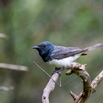 Myiagra rubecula (Leaden Flycatcher) at Bundanoon, NSW - 16 Mar 2024 by Aussiegall