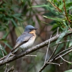 Myiagra rubecula at Bundanoon - 16 Mar 2024