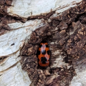 Episcaphula australis at Watson Green Space - 16 Mar 2024 06:19 PM