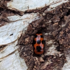 Episcaphula australis at Watson Green Space - 16 Mar 2024 06:19 PM