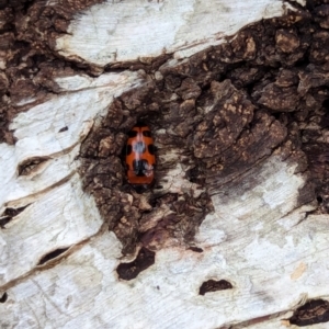 Episcaphula australis at Watson Green Space - 16 Mar 2024 06:19 PM