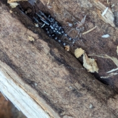 Nyssus albopunctatus (White-spotted swift spider) at Watson, ACT - 16 Mar 2024 by AniseStar