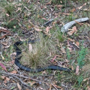 Pseudechis porphyriacus at Tidbinbilla Nature Reserve - 16 Mar 2024