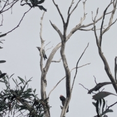 Callocephalon fimbriatum (Gang-gang Cockatoo) at Namadgi National Park - 16 Mar 2024 by RobynHall