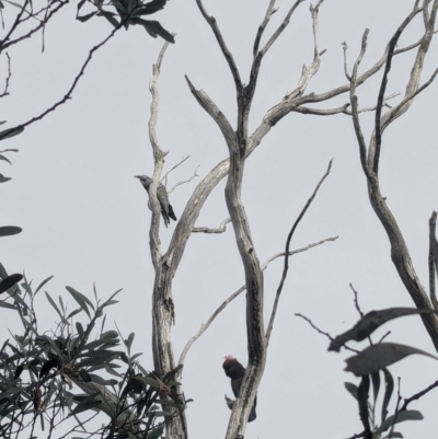 Callocephalon fimbriatum (Gang-gang Cockatoo) at Cotter River, ACT - 15 Mar 2024 by RobynHall