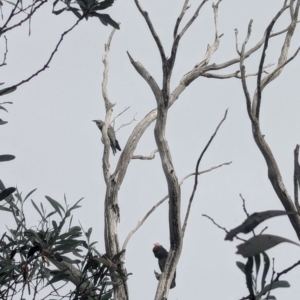 Callocephalon fimbriatum at Namadgi National Park - 16 Mar 2024