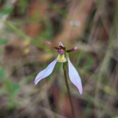 Eriochilus cucullatus (Parson's Bands) at Tidbinbilla Nature Reserve - 16 Mar 2024 by RobynHall