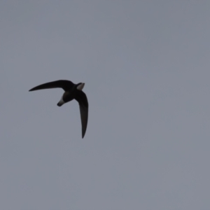 Hirundapus caudacutus at Lower Cotter Catchment - 16 Mar 2024 06:45 PM