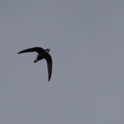 Hirundapus caudacutus (White-throated Needletail) at Lower Cotter Catchment - 16 Mar 2024 by rawshorty