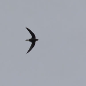 Hirundapus caudacutus at Lower Cotter Catchment - 16 Mar 2024 06:45 PM