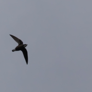 Hirundapus caudacutus at Lower Cotter Catchment - 16 Mar 2024 06:45 PM