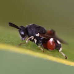 Brachymeria sp. (genus) at Hughes Grassy Woodland - 16 Mar 2024 by LisaH