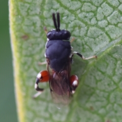 Brachymeria sp. (genus) at GG98 - 16 Mar 2024