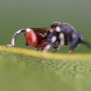 Brachymeria sp. (genus) at GG98 - 16 Mar 2024