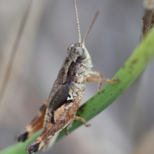 Phaulacridium vittatum at Hughes Grassy Woodland - 16 Mar 2024