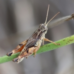 Phaulacridium vittatum at Hughes Grassy Woodland - 16 Mar 2024