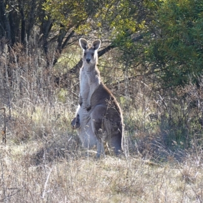 Macropus giganteus (Eastern Grey Kangaroo) at Denman Prospect, ACT - 17 Jul 2023 by RobG1