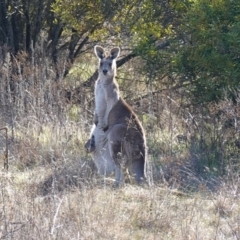 Macropus giganteus (Eastern Grey Kangaroo) at Bluetts Block Area - 17 Jul 2023 by RobG1