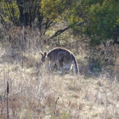 Macropus giganteus at Bluetts Block (402, 403, 12, 11) - 17 Jul 2023