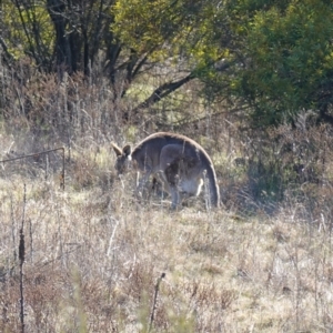 Macropus giganteus at Bluetts Block (402, 403, 12, 11) - 17 Jul 2023