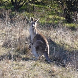 Macropus giganteus at Bluetts Block (402, 403, 12, 11) - 17 Jul 2023