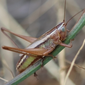 Conocephalus semivittatus at Red Hill to Yarralumla Creek - 16 Mar 2024 04:37 PM