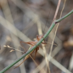 Conocephalus semivittatus at Red Hill to Yarralumla Creek - 16 Mar 2024 04:37 PM