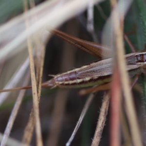 Conocephalus semivittatus at Red Hill to Yarralumla Creek - 16 Mar 2024 04:37 PM