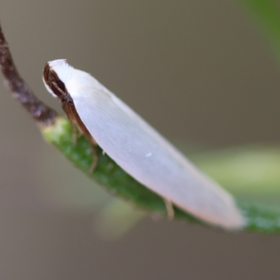 Scieropepla polyxesta (A Gelechioid moth (Xyloryctidae)) at Red Hill to Yarralumla Creek - 16 Mar 2024 by LisaH