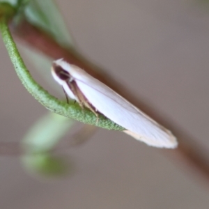 Scieropepla polyxesta at Hughes Grassy Woodland - 16 Mar 2024