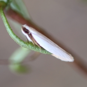 Scieropepla polyxesta at Hughes Grassy Woodland - 16 Mar 2024 04:28 PM