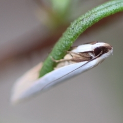 Scieropepla polyxesta at Hughes Grassy Woodland - 16 Mar 2024