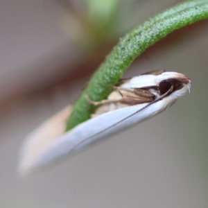 Scieropepla polyxesta at Hughes Grassy Woodland - 16 Mar 2024 04:28 PM