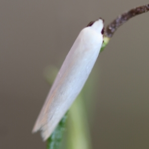 Scieropepla polyxesta at Hughes Grassy Woodland - 16 Mar 2024 04:28 PM