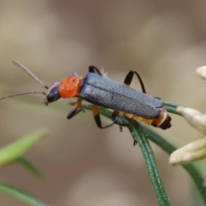 Chauliognathus tricolor at Red Hill to Yarralumla Creek - 16 Mar 2024