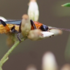 Chauliognathus tricolor at Red Hill to Yarralumla Creek - 16 Mar 2024